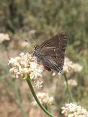 Satyrium tetra