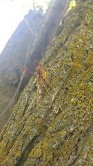 Megarhyssa macrurus icterosticta