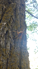 Megarhyssa macrurus icterosticta