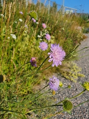 Knautia arvensis