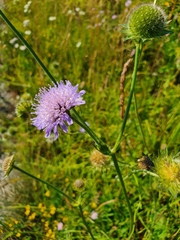 Knautia arvensis