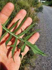 Knautia arvensis