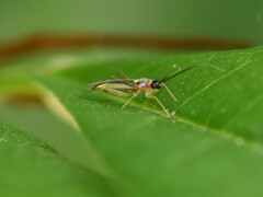 Campyloneura virgula