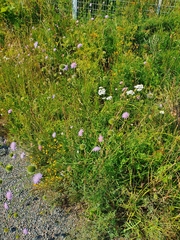 Knautia arvensis