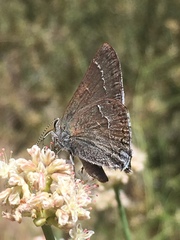 Satyrium tetra