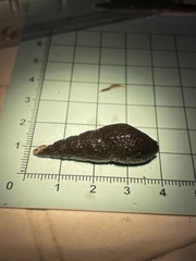 Stenomelania plicaria