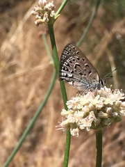 Satyrium behrii