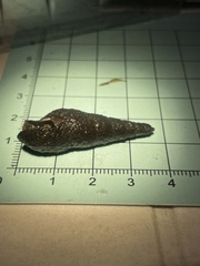 Stenomelania plicaria