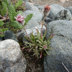 Erigeron purpuratus
