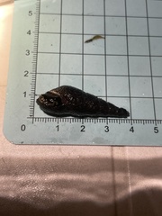 Stenomelania plicaria