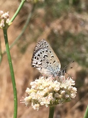 Satyrium behrii