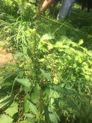 Rumex japonicus