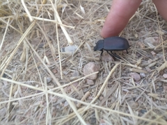 Eleodes suturalis