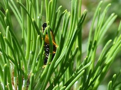 Acantholyda hieroglyphica