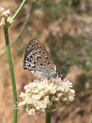 Satyrium behrii
