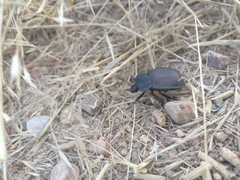 Eleodes suturalis