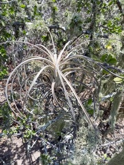 Tillandsia exserta