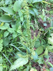 Rumex japonicus