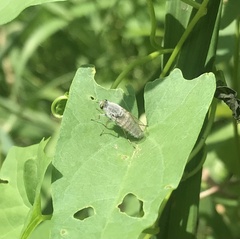 Pandivirilia