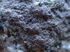 Arthonia phaeobaea