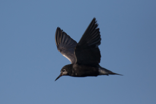 Black Tern