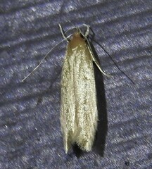 Holcocera chalcofrontella