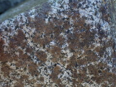 Arthonia phaeobaea