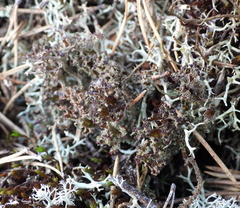 Cladonia crispata crispata