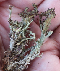 Cladonia crispata crispata