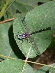 Stylogomphus sigmastylus