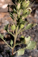 Goodenia saccata