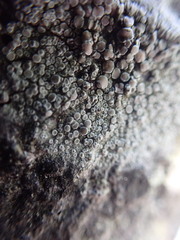 Lecanora pacifica