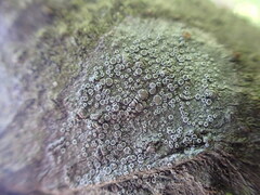 Lecanora pacifica