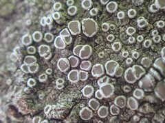 Lecanora pacifica