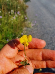 Lotus corniculatus