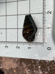 Semisulcospira libertina