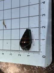 Semisulcospira libertina