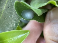 Araneae