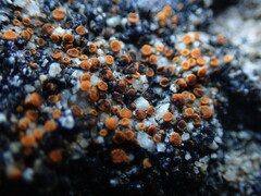 Polycauliona luteominia