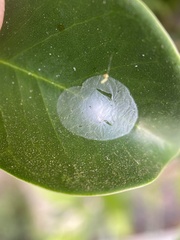 Araneae