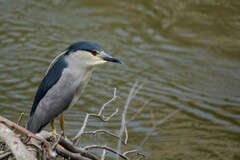 Nycticorax nycticorax