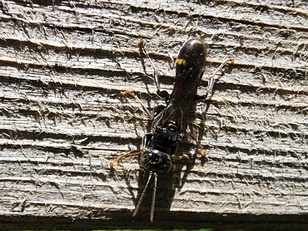Mellinus bimaculatus