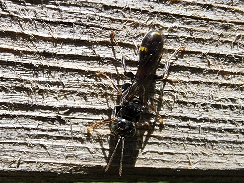 Mellinus bimaculatus