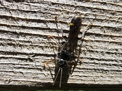 Mellinus bimaculatus