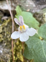 Cymbalaria muralis