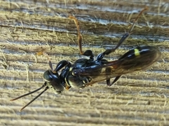 Mellinus bimaculatus