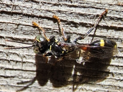 Mellinus bimaculatus