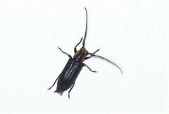 Eupogonius subarmatus