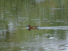 Aythya nyroca
