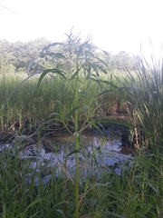 Amaranthus cannabinus